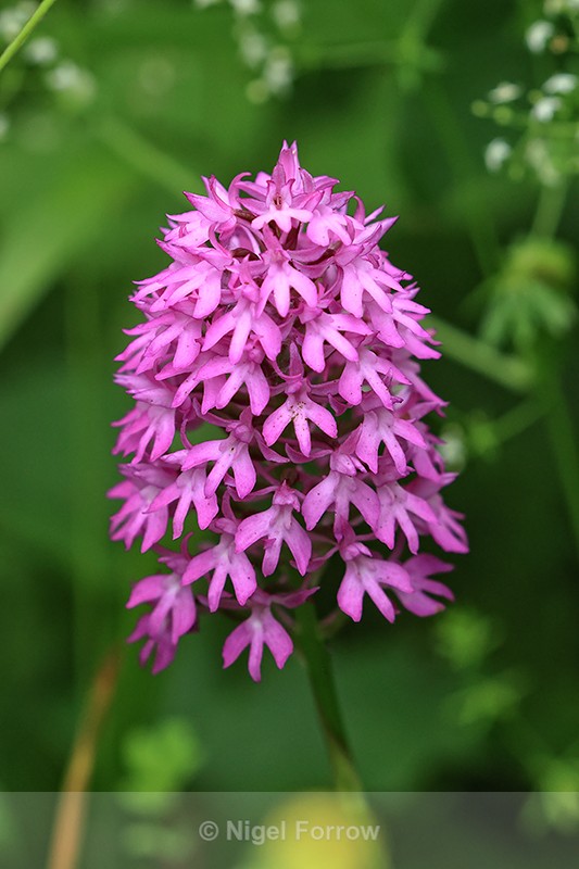 Pyramidal Orchid, Warburg Nature Reserve, Chilterns, Oxfordshire - PLANTS