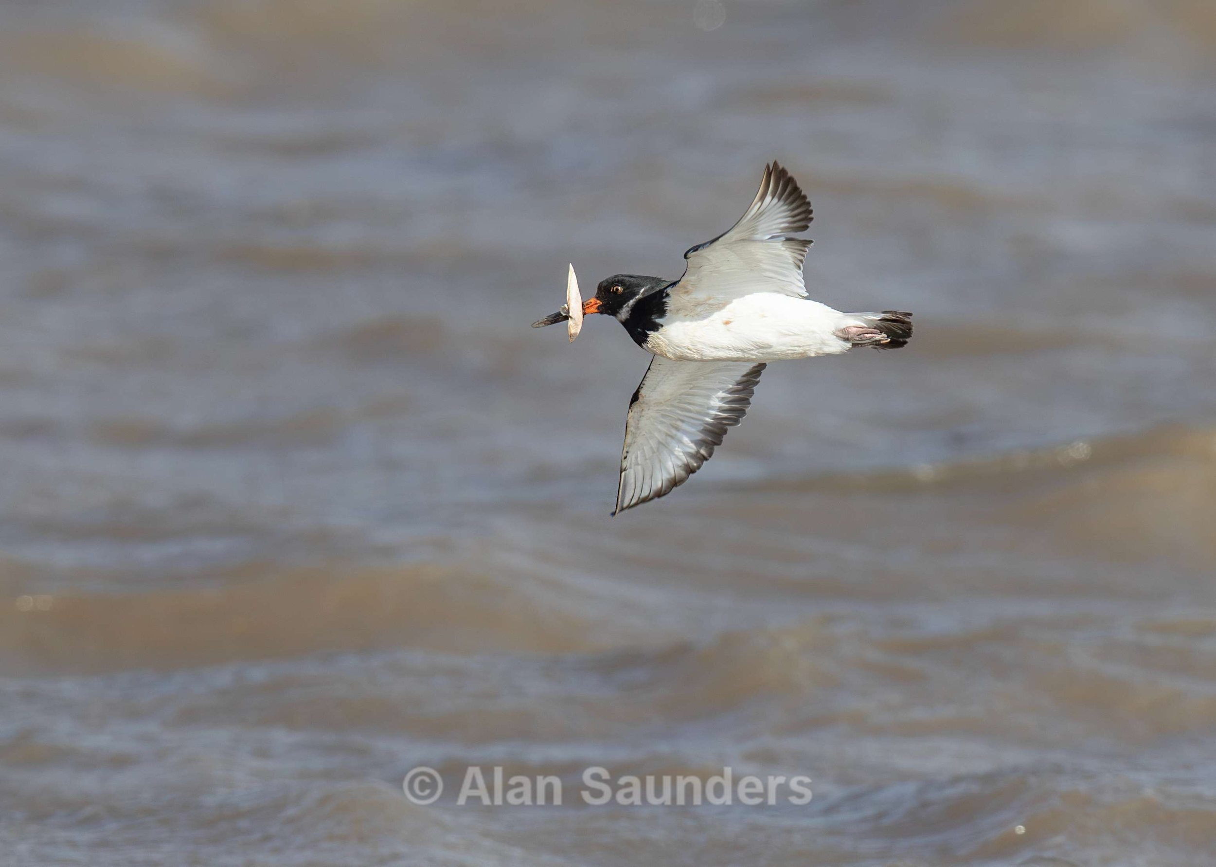 Oystercatcher 10