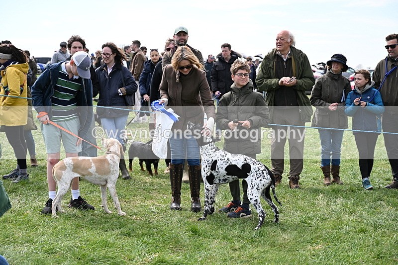 WJ6_9106 - Class 8 Best Working / Gun Dog or Bitch