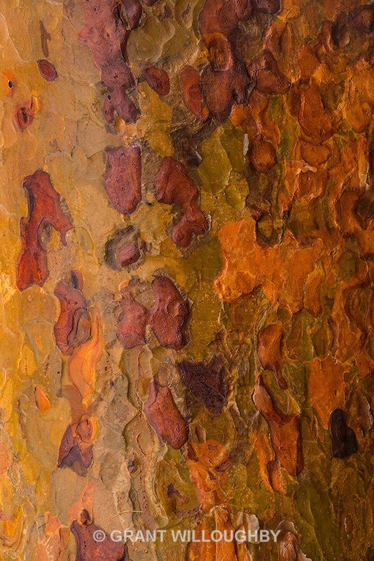 Scots pine bark near canopy - Scots Pines