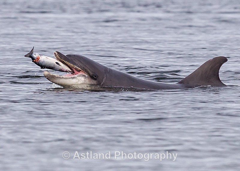 Astland Photography, Bird and Wildlife Images, Susan and Peter Wilson, U.K.