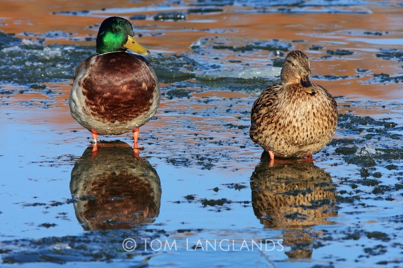 Mallard - Wildfowl