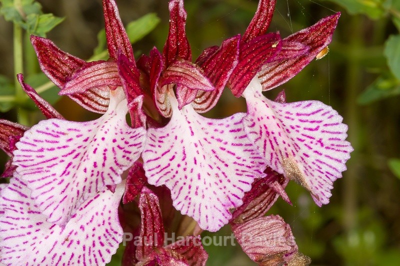  - Orchids - Orchis