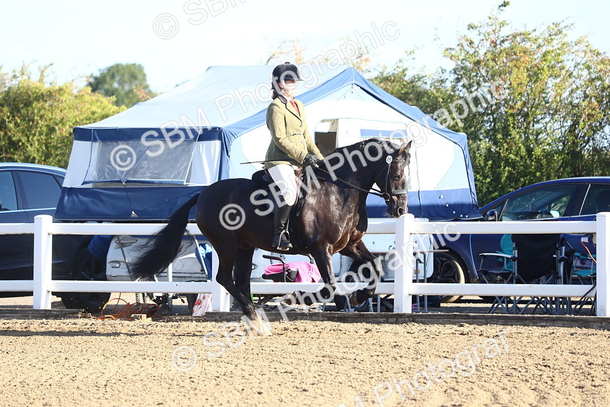SBM_07872 - Class 501 - Riding Club Pony