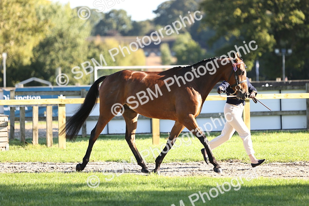 SBM_15713 - S1 - TSR in Hand Horse & Pony Showing