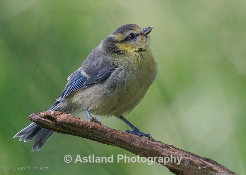 Blue Tit - Latest Images
