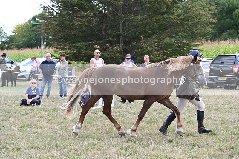 WJ6_6684 - Class 20 In-hand Cob
