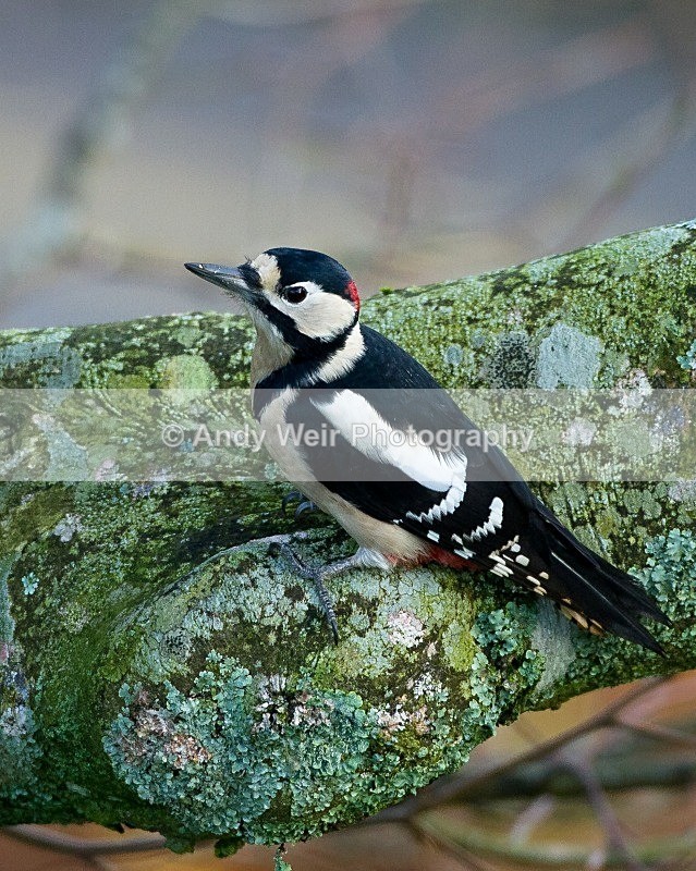 20111120-_MG_7710 - Woodpecker