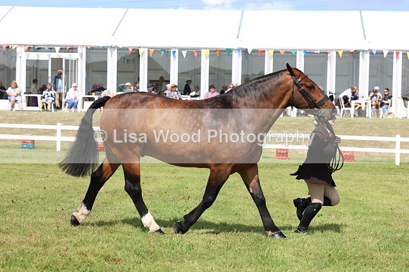 3E7A0038 - Class 5: Rising Star Lightweight/Heavyweight Cobs