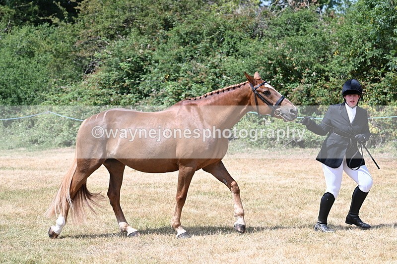 WJ7_1988 - Class 4a Prettiest Mare 14.2hh and over hand