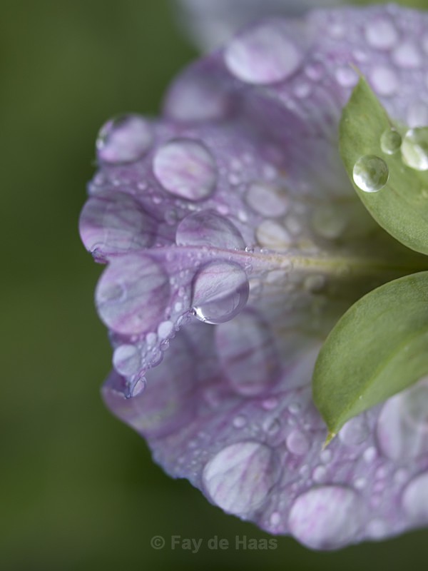 - After the rain