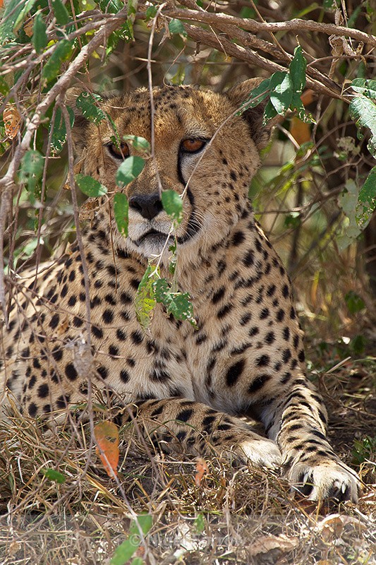 Cheetah sheltering from the hot sun - Cheetah