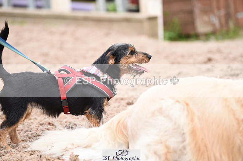 240518A-110644-00738 - Cls 1 Cutest Puppy