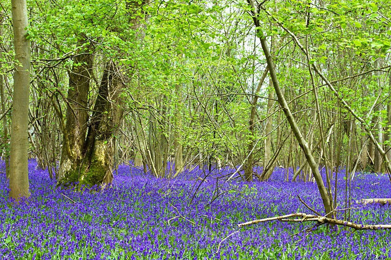 Foxley Wood