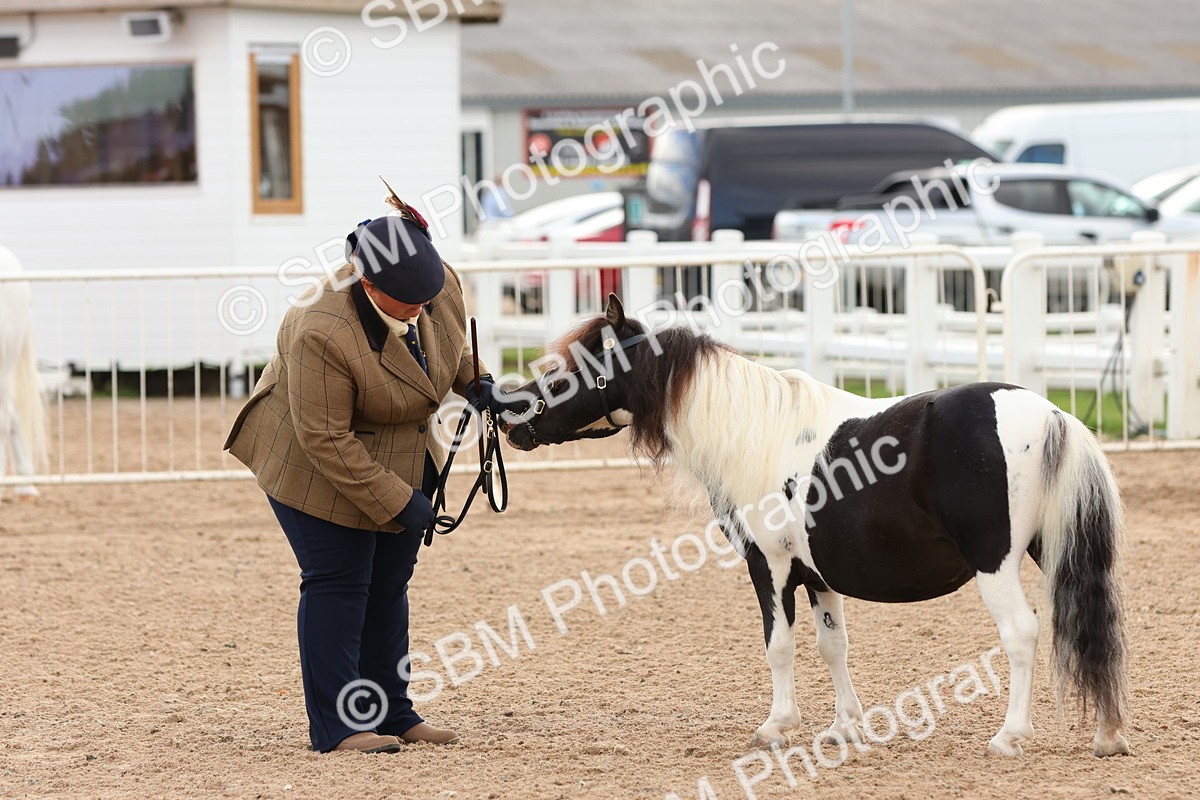 SBM_10323 - Class 206 - IH Non Show Type Pony