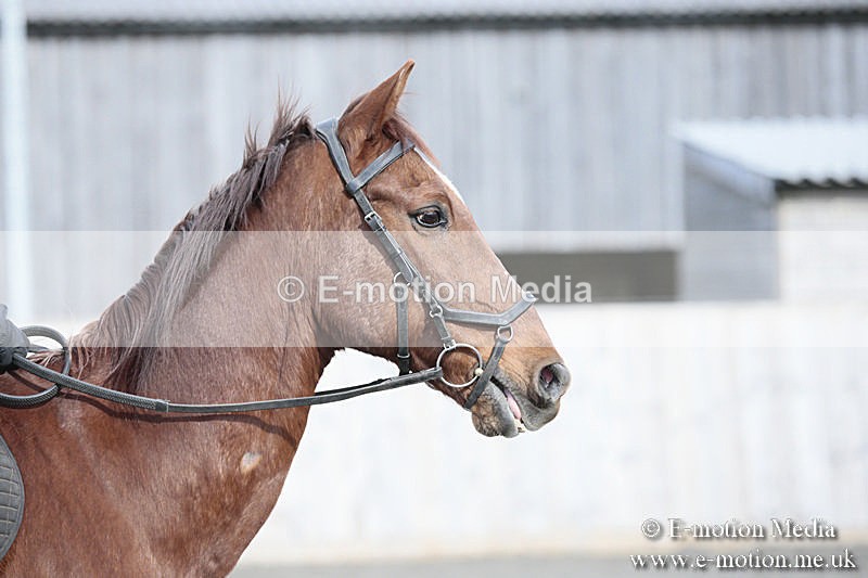 BVRC SJ 170319 169 - Bourne Valley Riding Club Showjumping 17/03/19