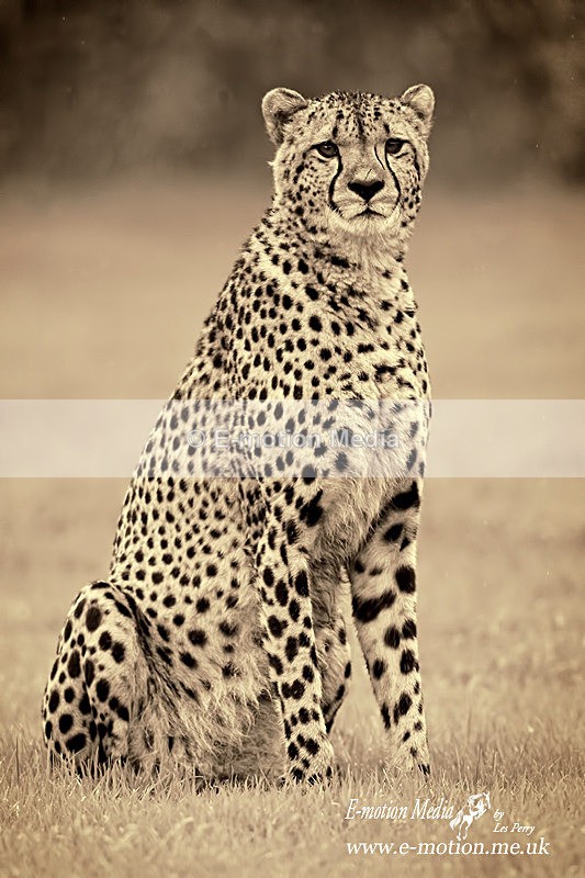 _LEZ9856 sepia - Nature