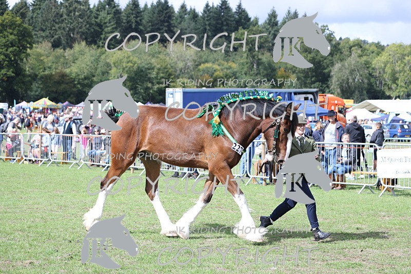 APP_3228 - Class 3 Youngstock