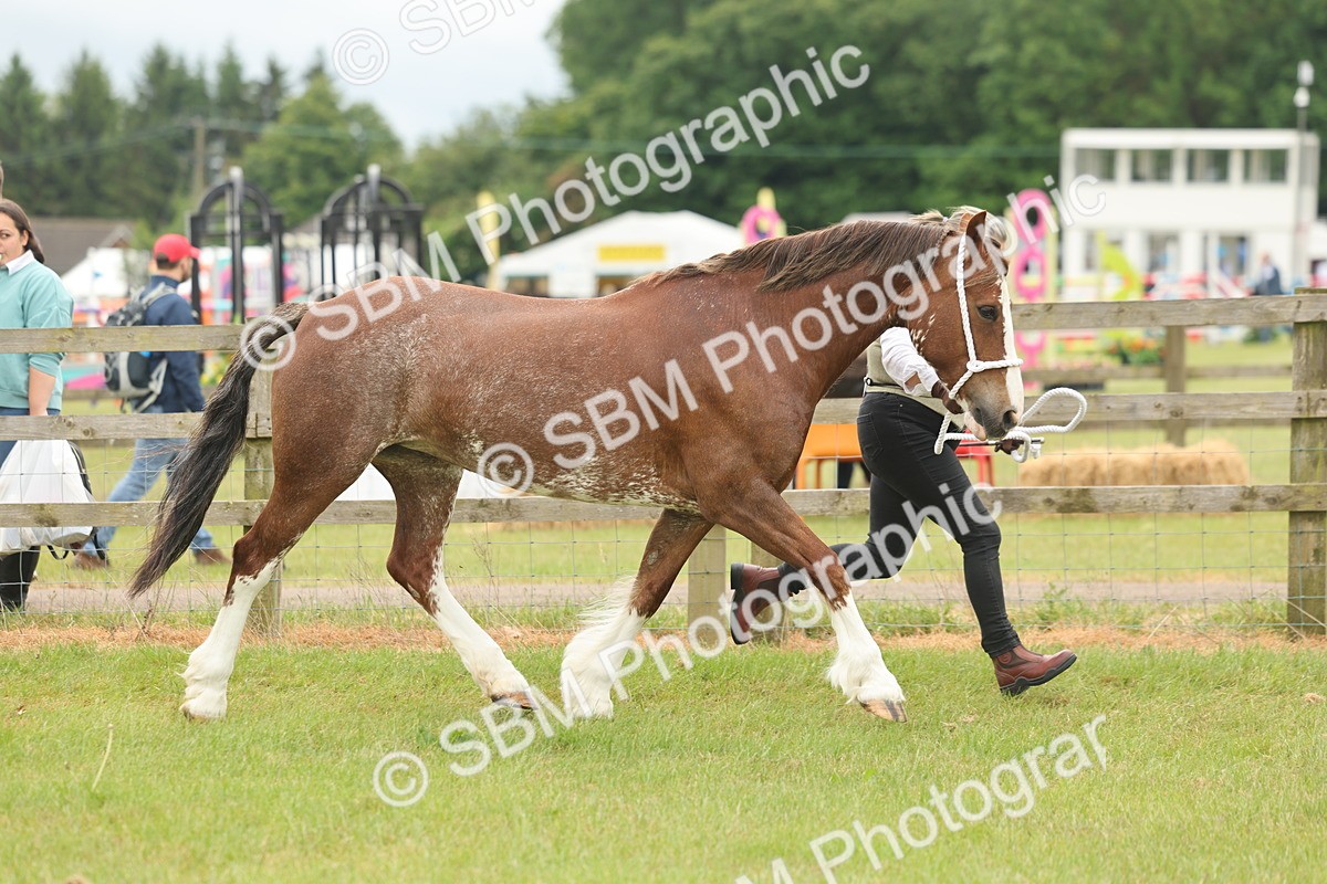 SBM_02386 - Class 50-57 - M&M Welsh Pony In Hand