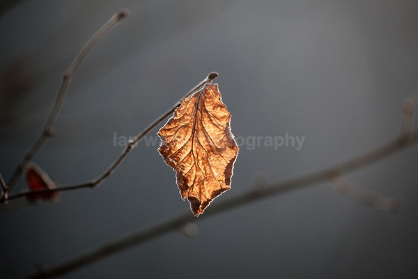  - Wild Flowers,  plants & Fungus photography, Great Britain