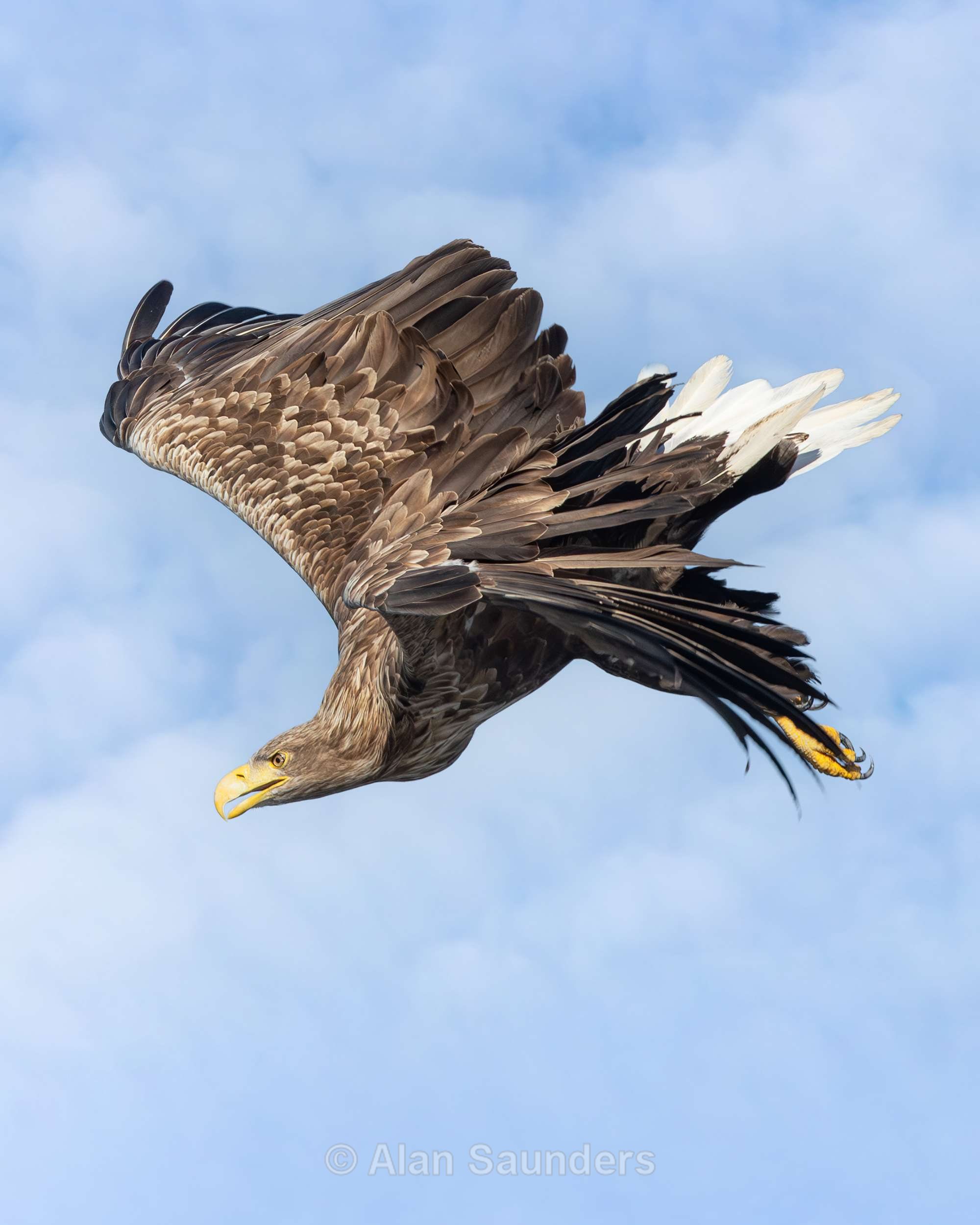 White Tailed Eagle 9