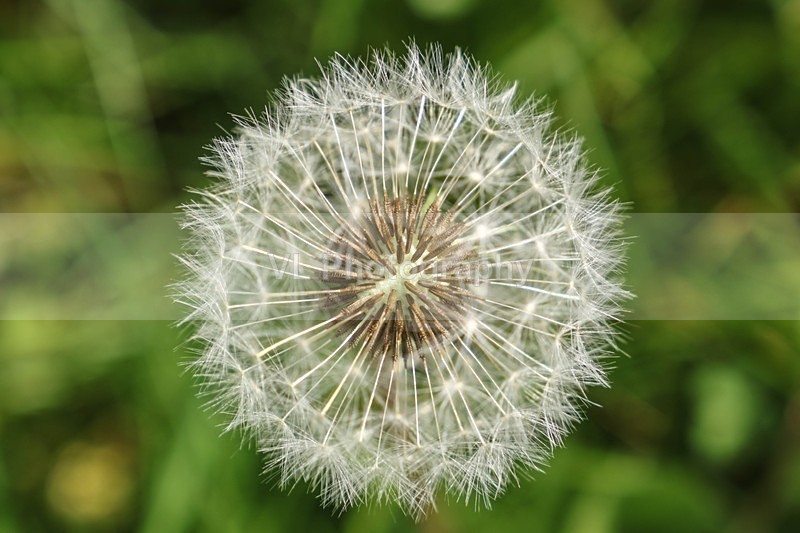 Dandelion - Plants and Trees