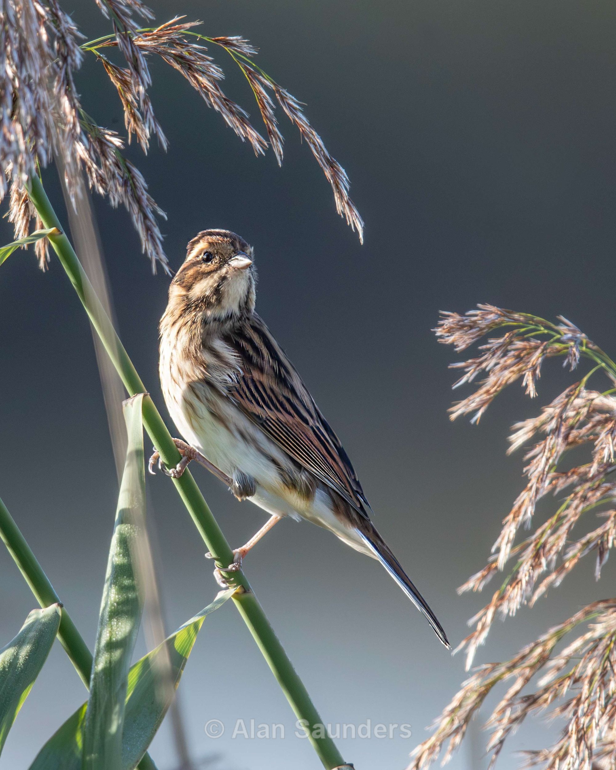 Reed Bunting 2