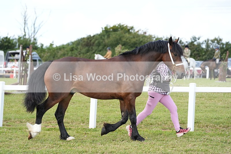 DSC05758 - Class 51: NPS M&M 4 years and over Large Breeds