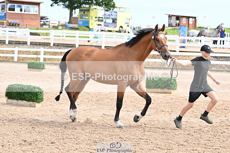 240717A-163851-03473 - Trot Up 4pm to 5pm