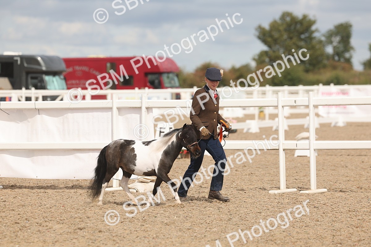SBM_04600 - Class 19 - Horse/Pony Judge would most like to take home