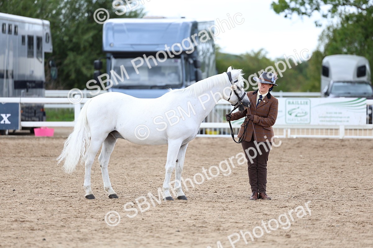 SBM_05017 - Class 27 - IH Competition Horse or Pony