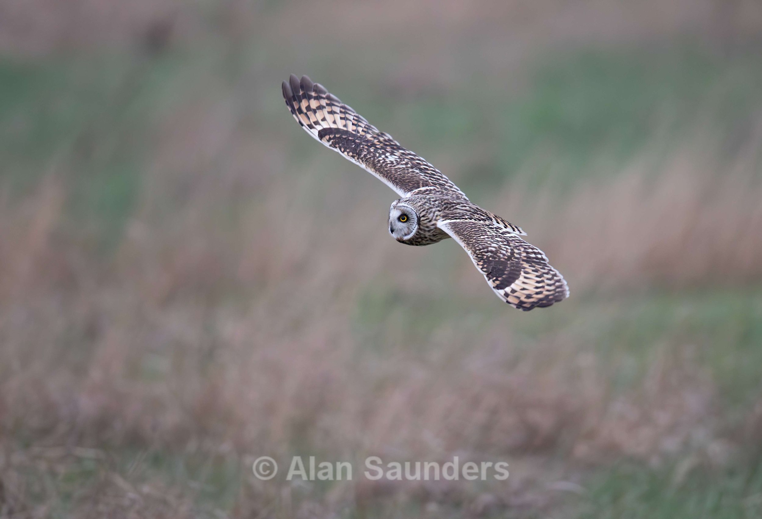 Short Eared Owl