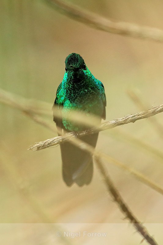 Male Green-crowned Brilliant front, Costa Rica - Green-crowned Brilliant