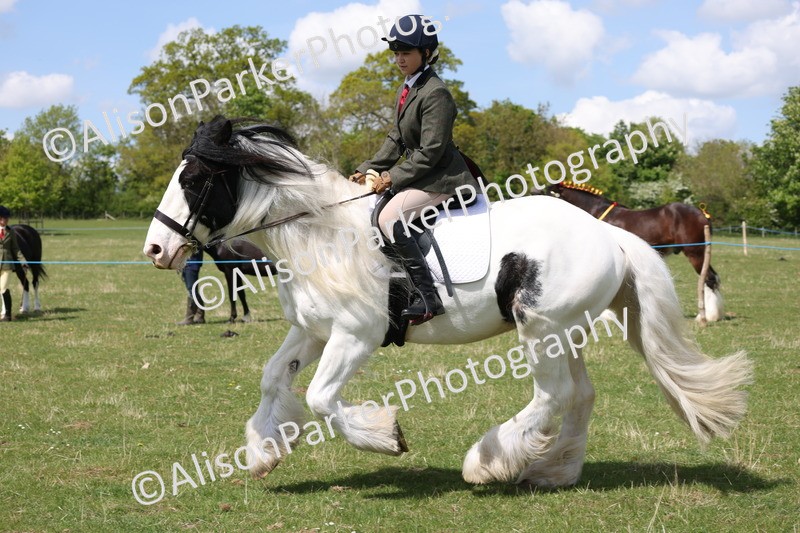 20250427-4080 - Class 34 - Best Riding Horse Over 14.2hh