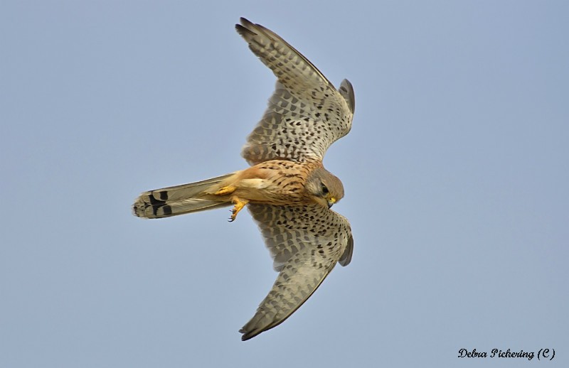Kestrel - Birds Of Prey