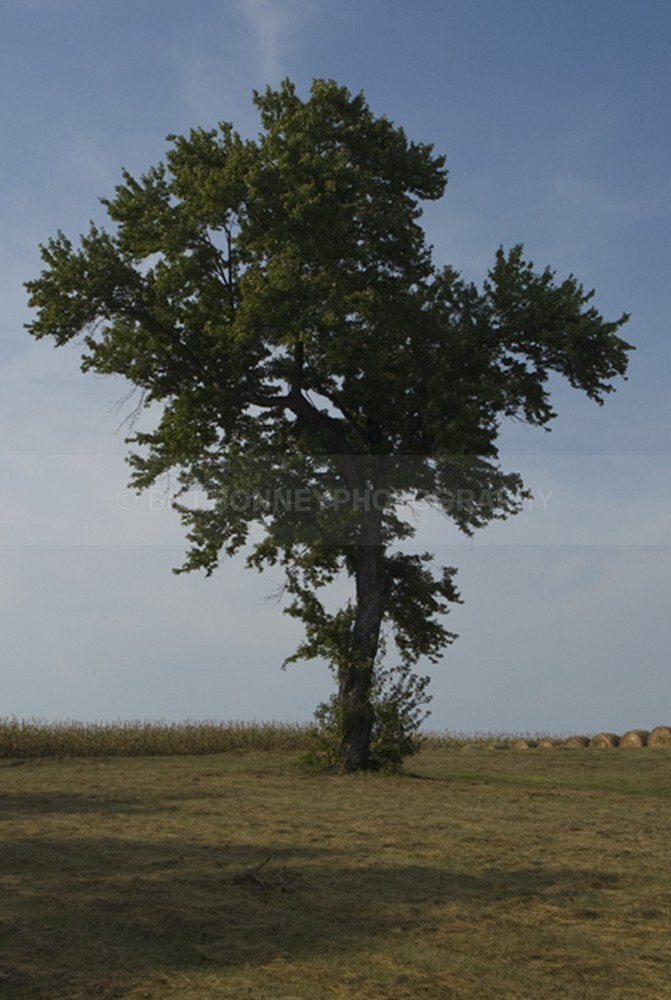 91 - The Tree Project