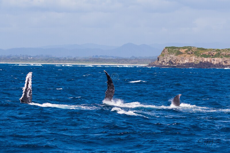Three Pectals off Cook Is 0A3A4077 - Humpback Whales