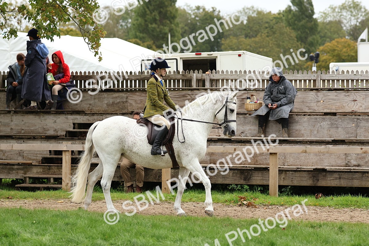 SBM_69536 - S62 - Mountain & Moorland Ridden Large Breeds