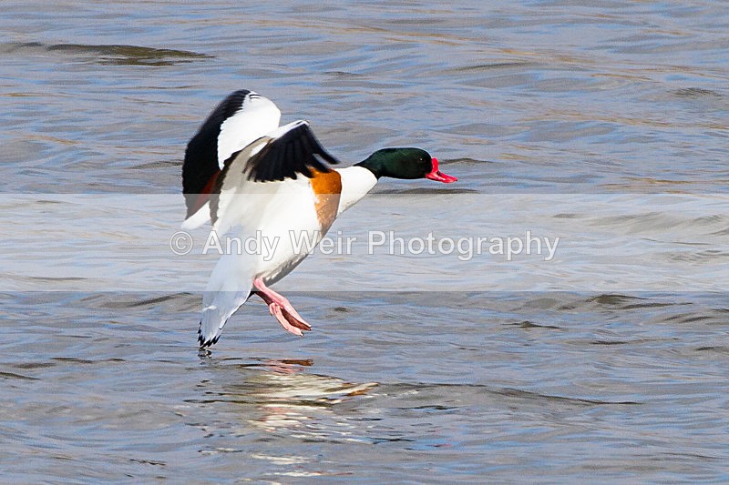 Undercarriage Down - Shelduck