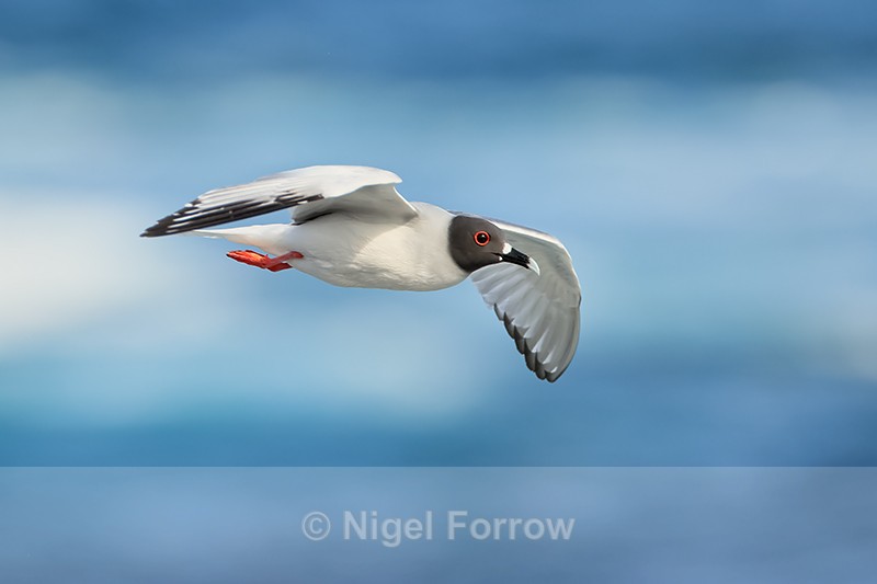 Swallow-tailed Gull flying, Espanola, Galapagos - Swallow-tailed Gull