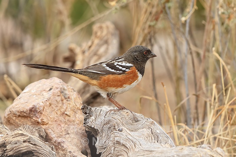 Spotted Towhee, Bosque del Apache, New Mexico - Spotted Towhee