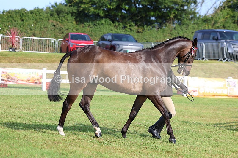 3E7A8385 - Class 2: Rising Star Large Hack/Riding Horse