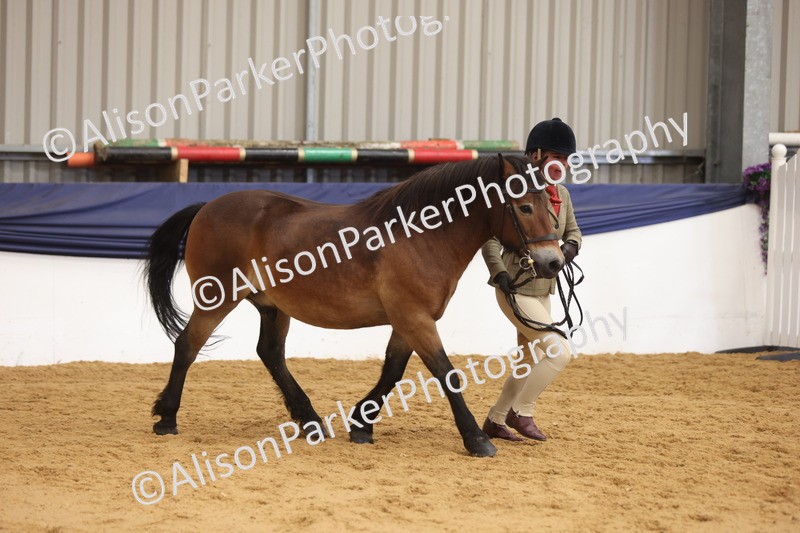 20260913-1702 - Class 115 - Gelding 4years and over