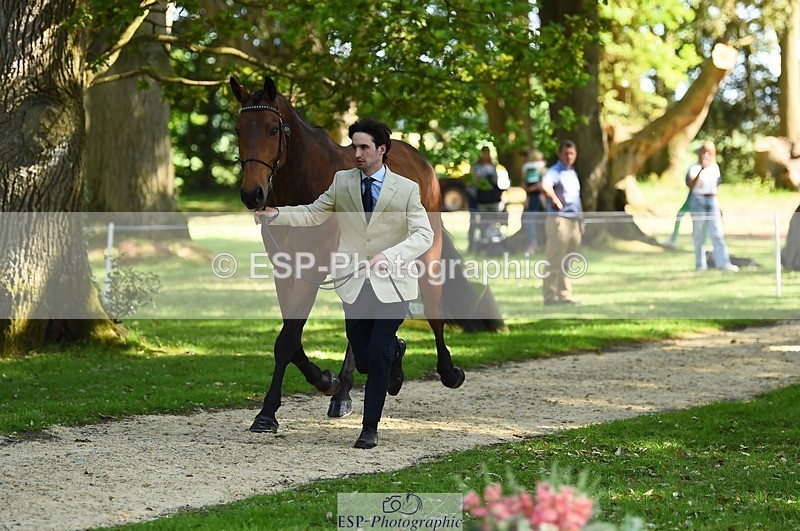 230524-161214-00751 - 255-HI_MR_HENRY-Henry_Hobby-WEDTrotUp+DR