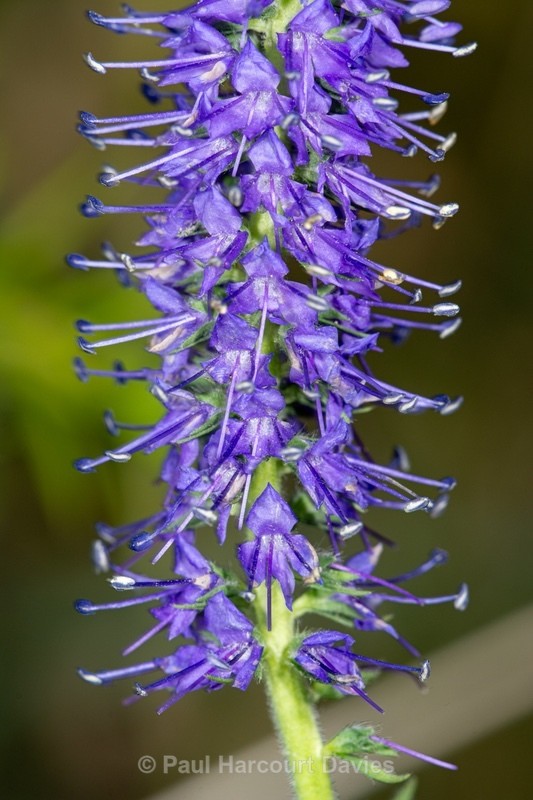 Spiked speedwell (Veronica spicata) - Wild Flowers - 2