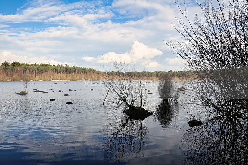 A lake - Plants and Trees