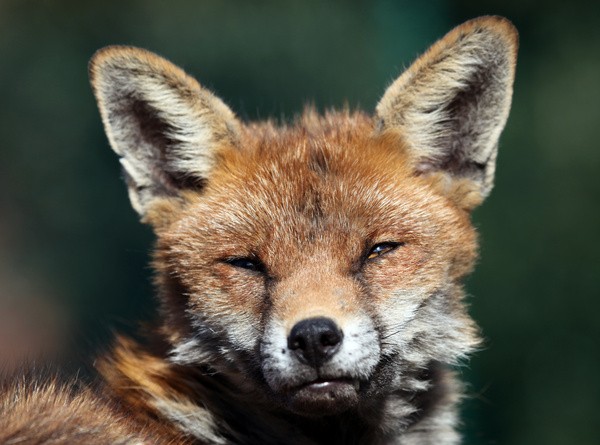  - Urban Foxes, Bristol, Great Britain