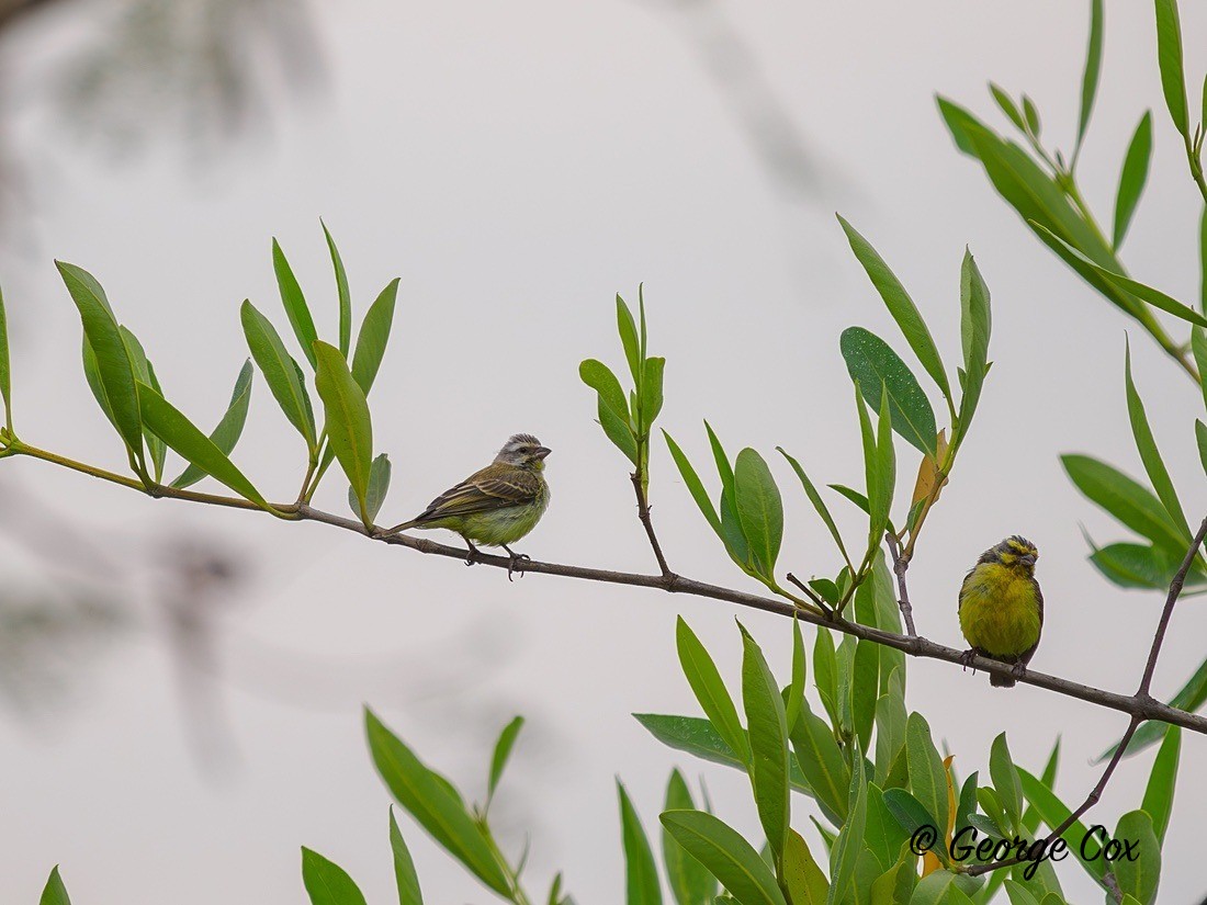 Yellow Fronted Canary - Gambia 2025