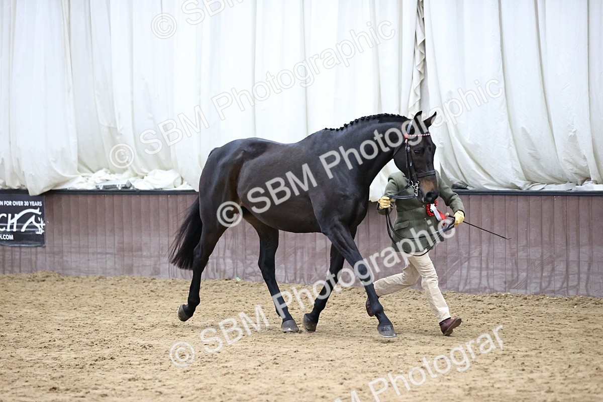 SBM_5793 - Class 3 - BSHA In Hand Show Hunter