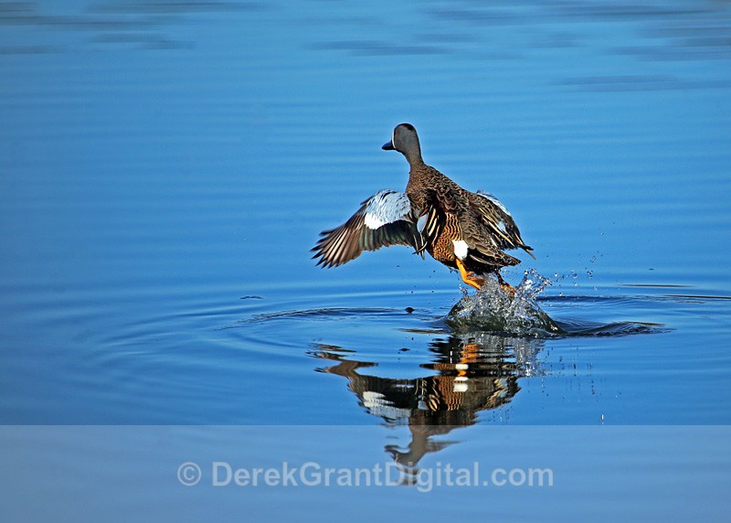 Blue-winged Teal (m) - Takeoff - Birds of Atlantic Canada